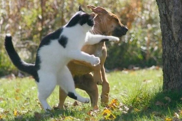 abafcb4a51880ee2638b3ab356eeb1b4_1467978